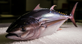 Yellowfin Tuna — Wholesale